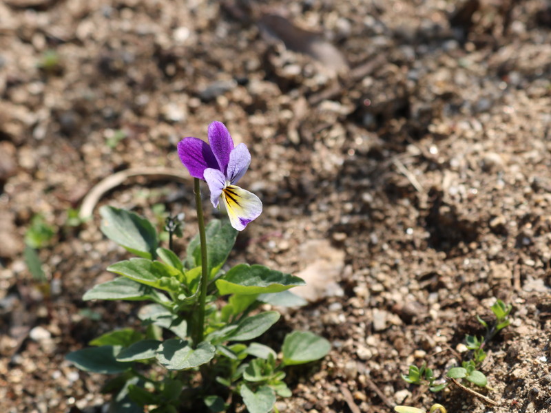 ひっそり咲くビオラ