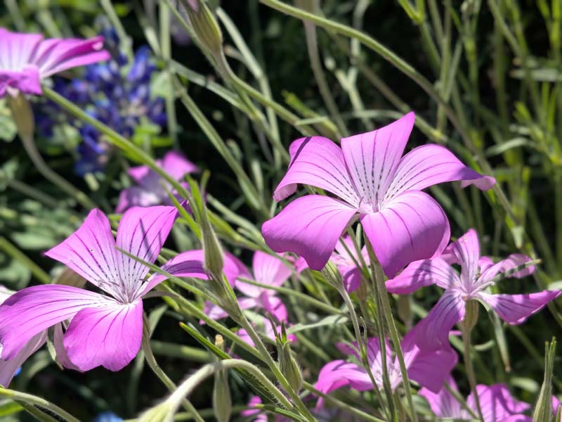 アグロステンマ