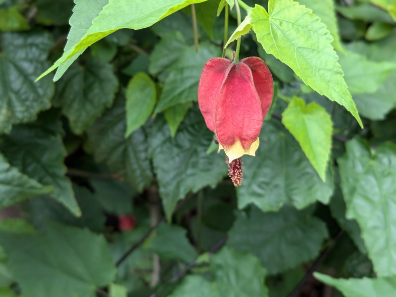 アブチロン・チロリアンランプ