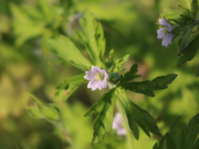 アメリカフウロ3