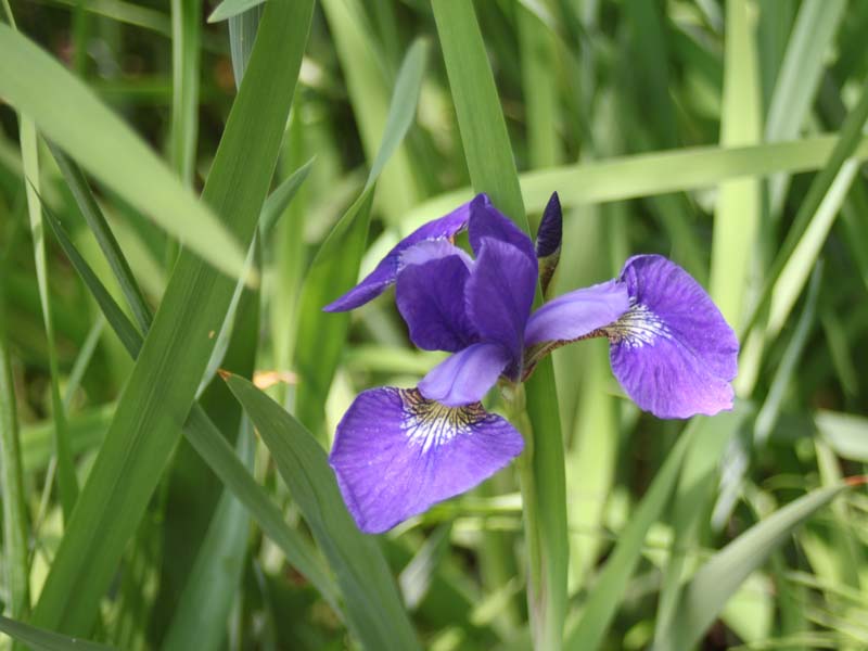 アヤメ4