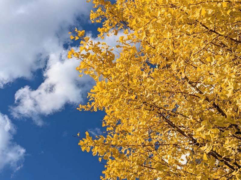 イチョウの紅葉4