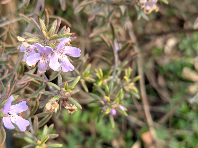 ウエストリンギア2