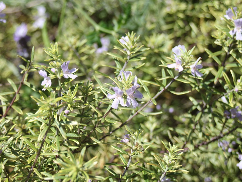 ウエストリンギア3