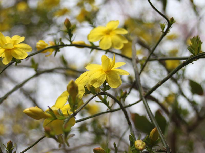 ウンナンオウバイ