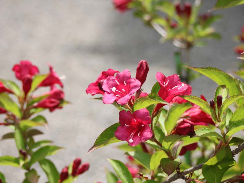 オオベニウツギ