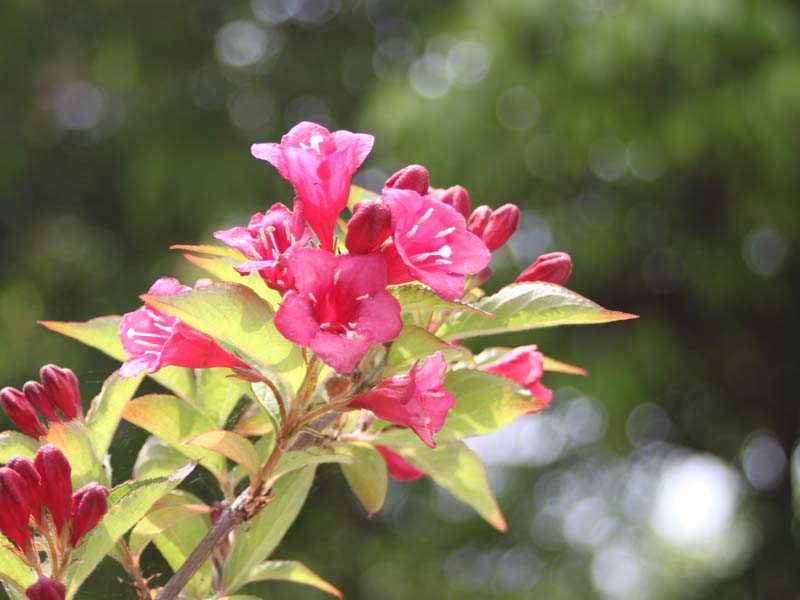 オオベニウツギ2