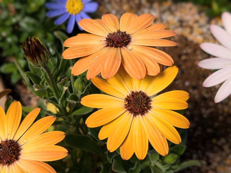 オレンジのオステオスペルマム