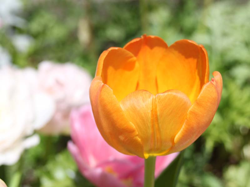 オレンジのチューリップ