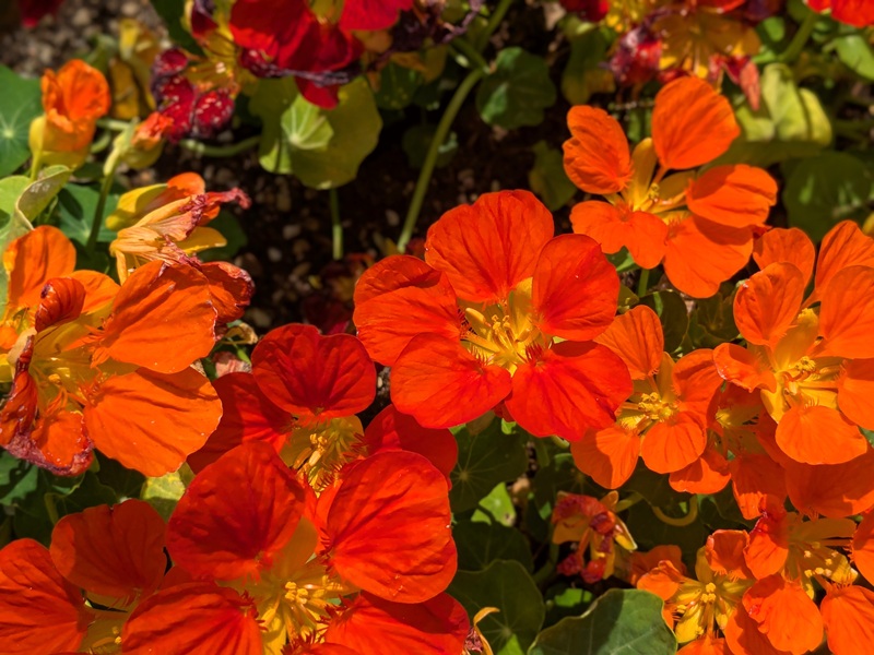 オレンジのナスタチウム2
