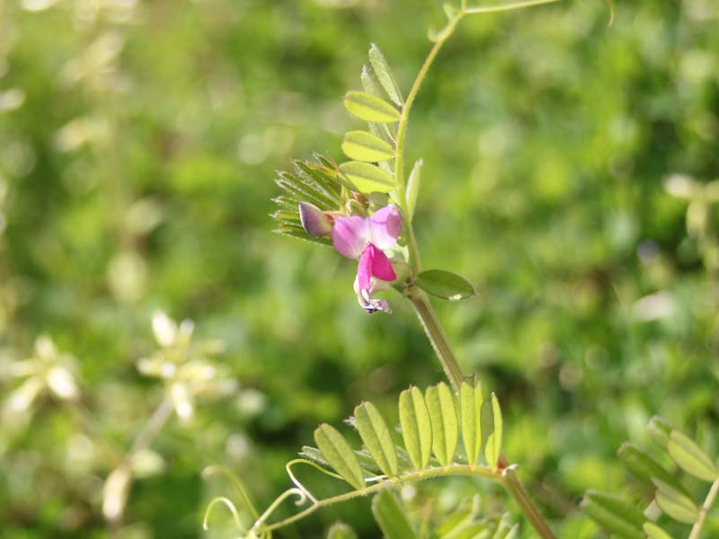 カラスノエンドウ3