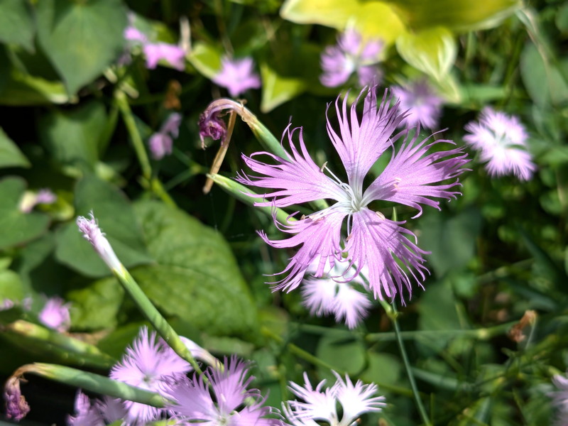 カワラナデシコ