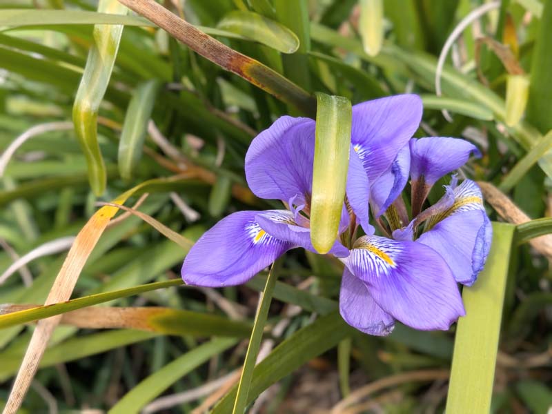 カンザキアヤメ2