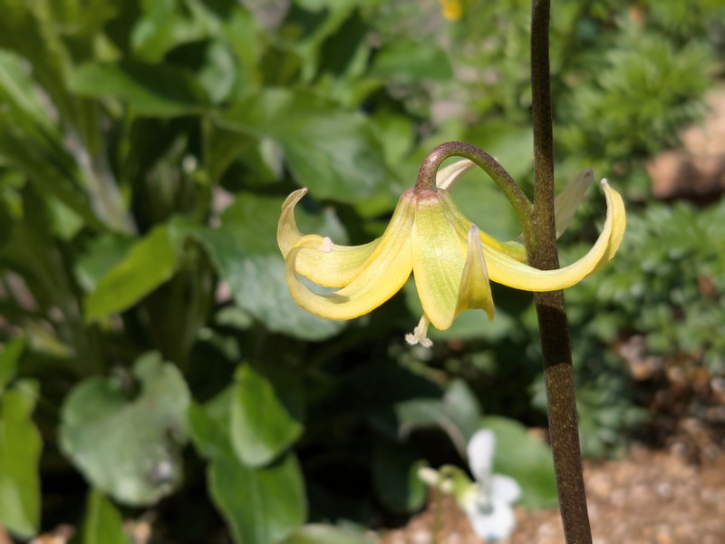 キバナカタクリ