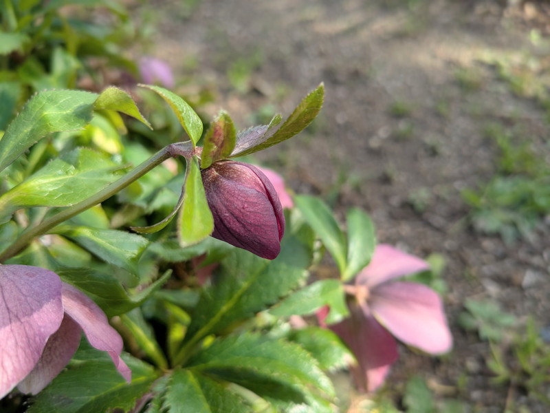 クリスマスローズの蕾