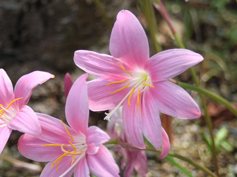 サフランモドキ