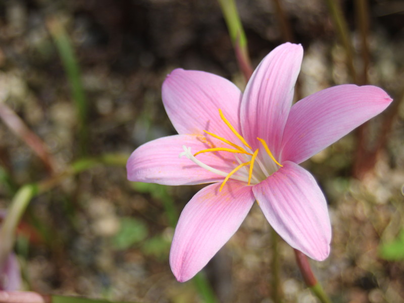 サフランモドキ2