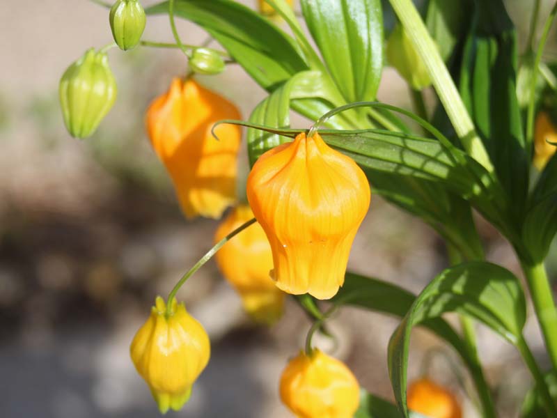 サンダーソニア