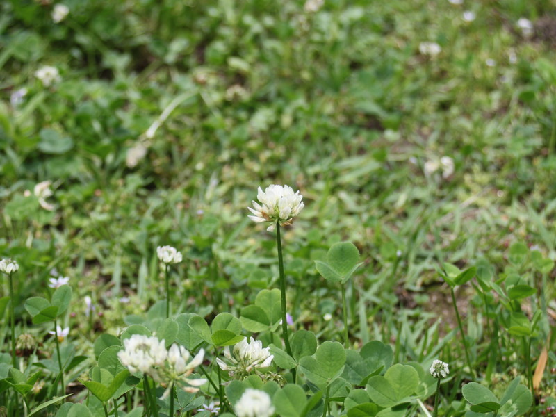 シロツメクサ4