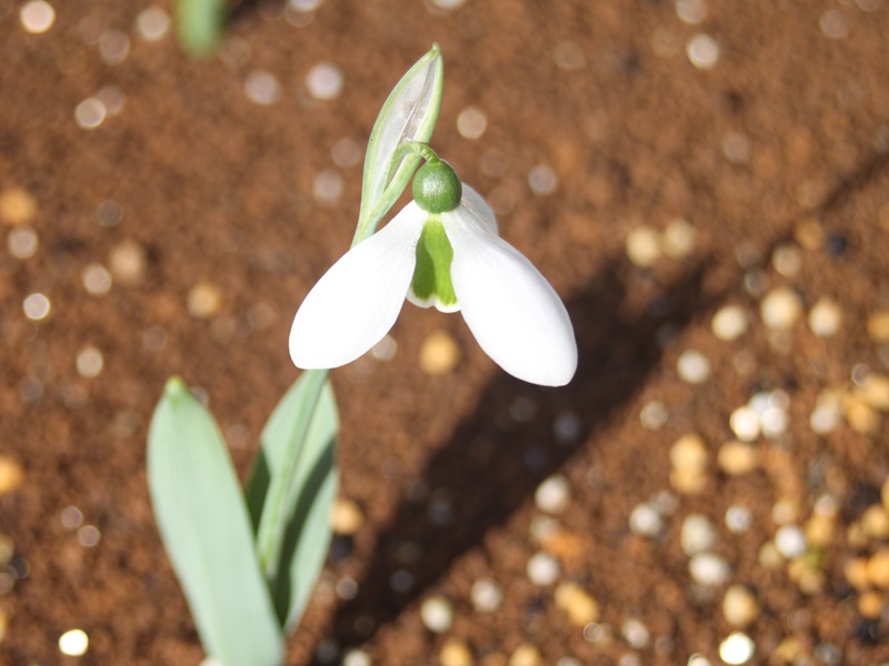 スノードロップ
