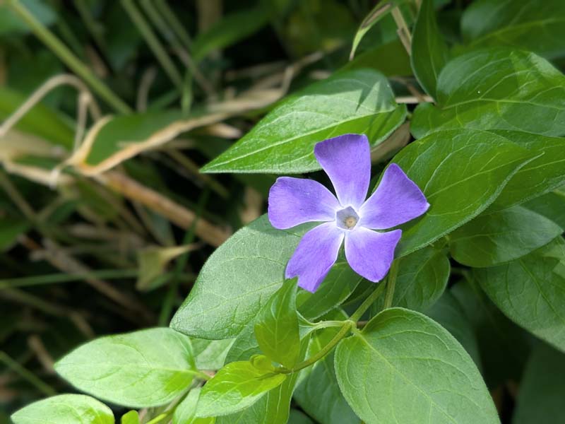 ツルニチニチソウ2