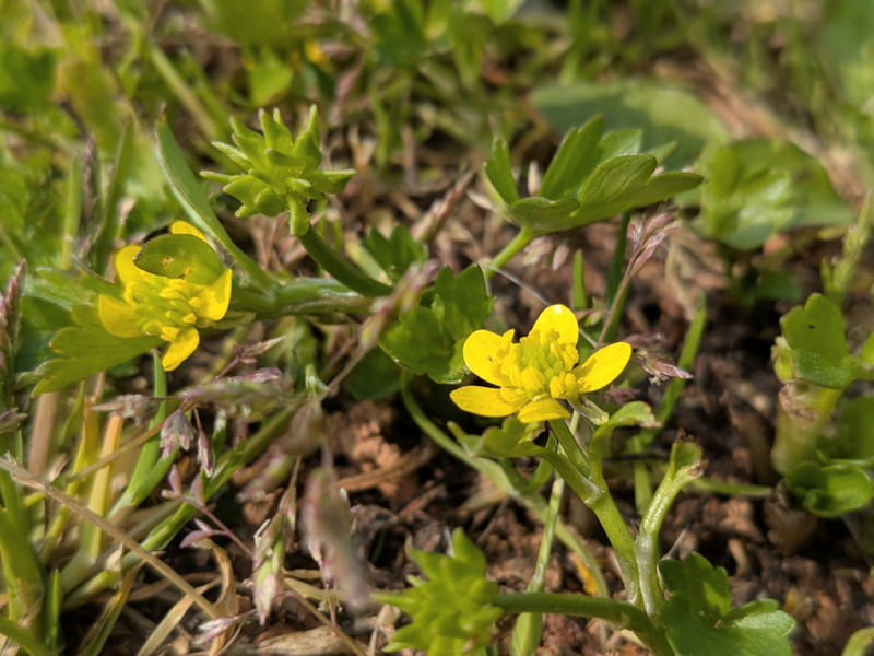 トゲミノキツネノボタン