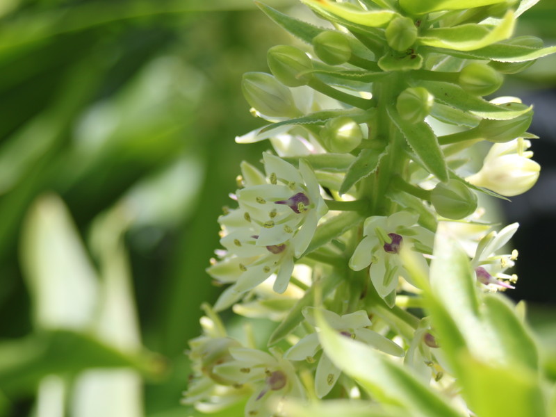 パイナップルリリー