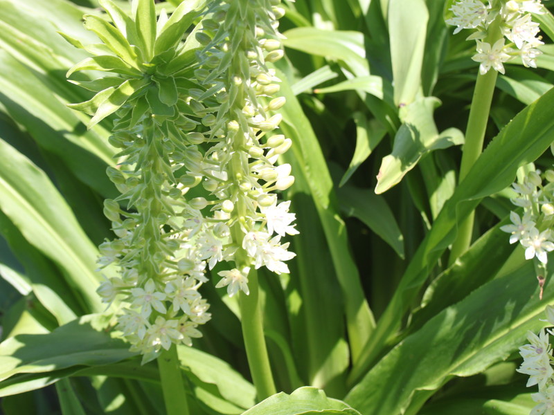 パイナップルリリー2