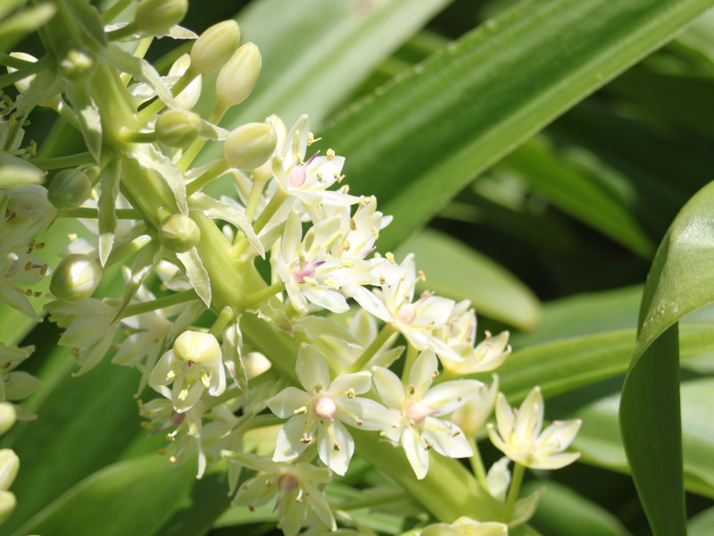 パイナップルリリー3