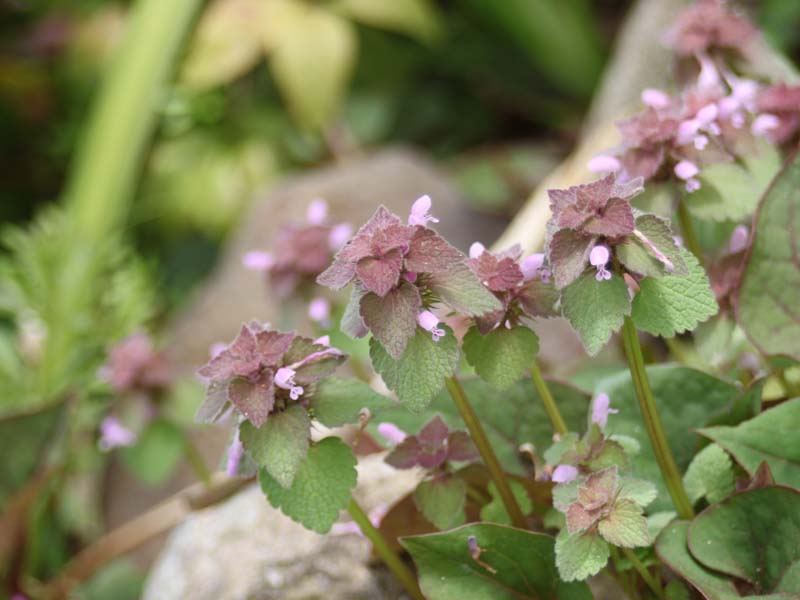 ヒメオドリコソウ