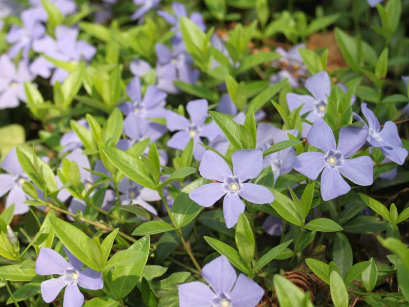 ヒメツルニチニチソウ3