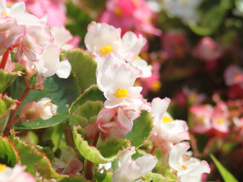 ピンクがかった白いベゴニア