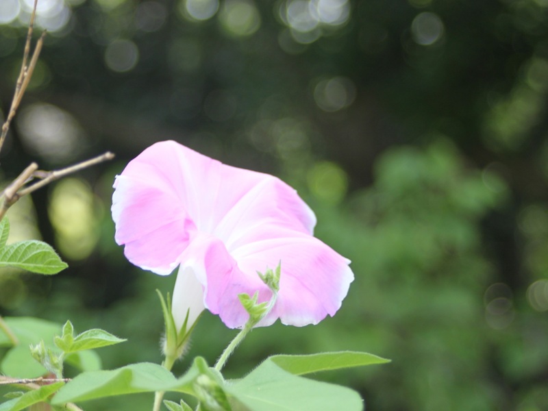 ピンクのアサガオ