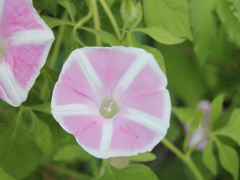 ピンクのアサガオ2