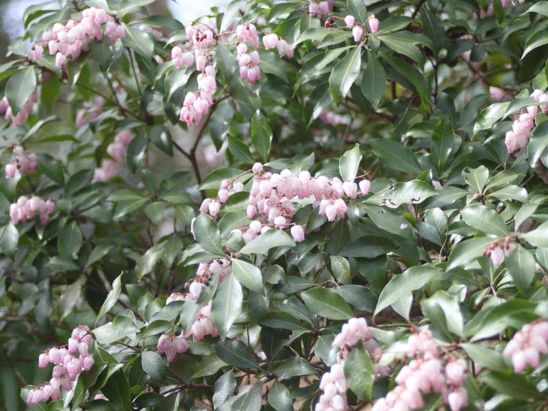 ピンクのアセビ
