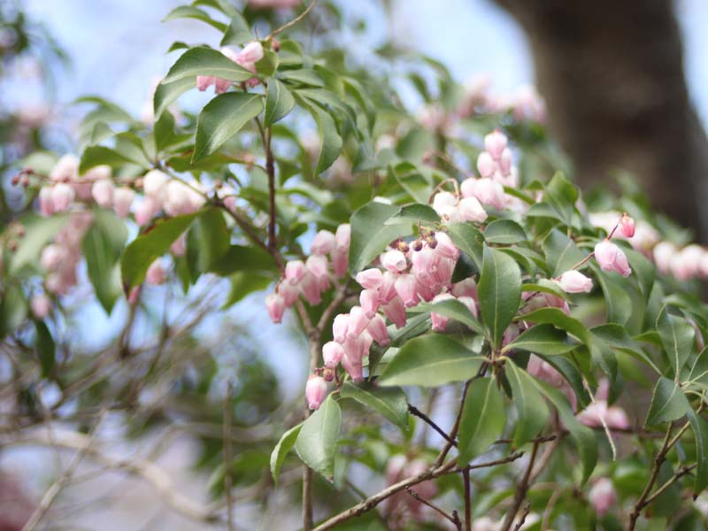 ピンクのアセビ2