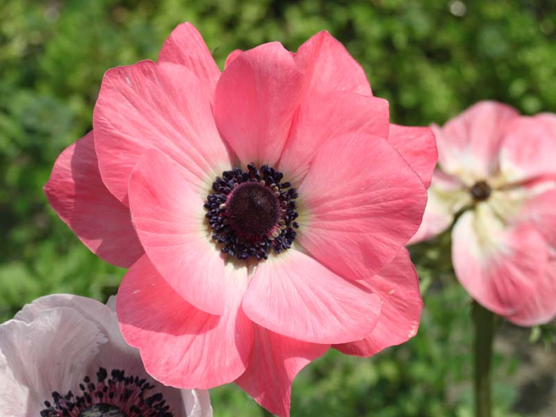 ピンクのアネモネ