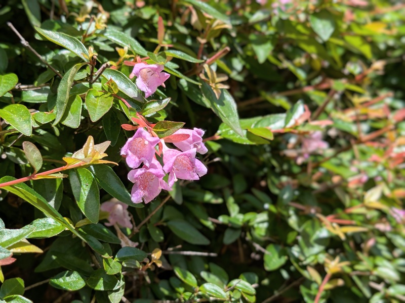 ピンクのアベリア2