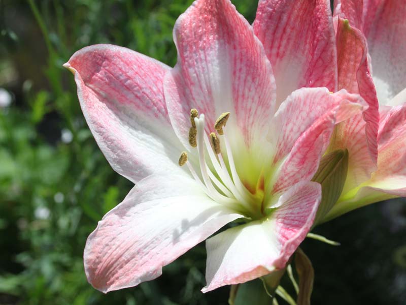 ピンクのアマリリス