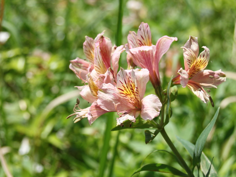 ピンクのアルストロメリア2