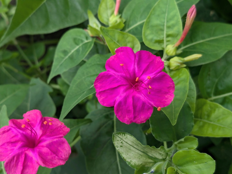ピンクのオシロイバナ