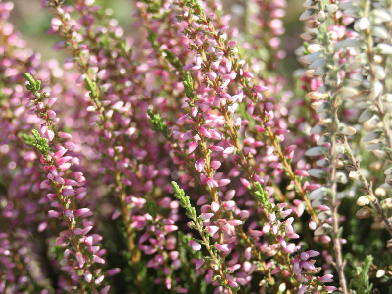 ピンクのカルーナ