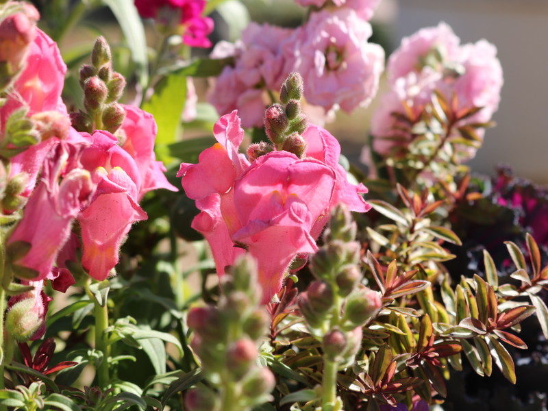 ピンクのキンギョソウ4