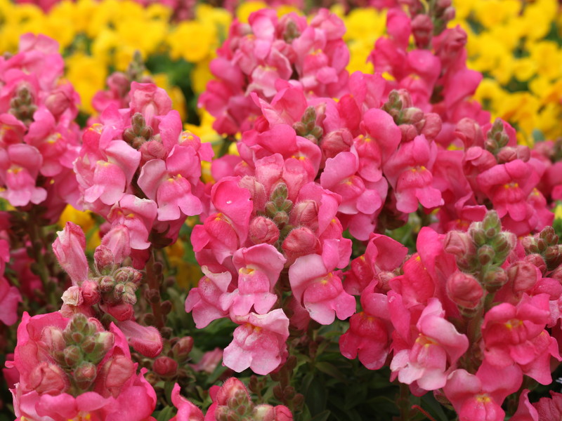 ピンクのキンギョソウ5