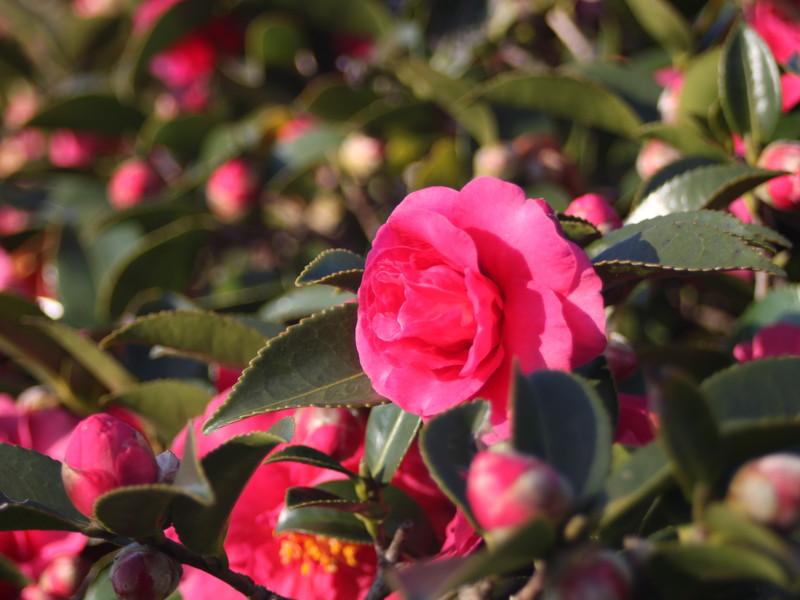 ピンクのサザンカ4