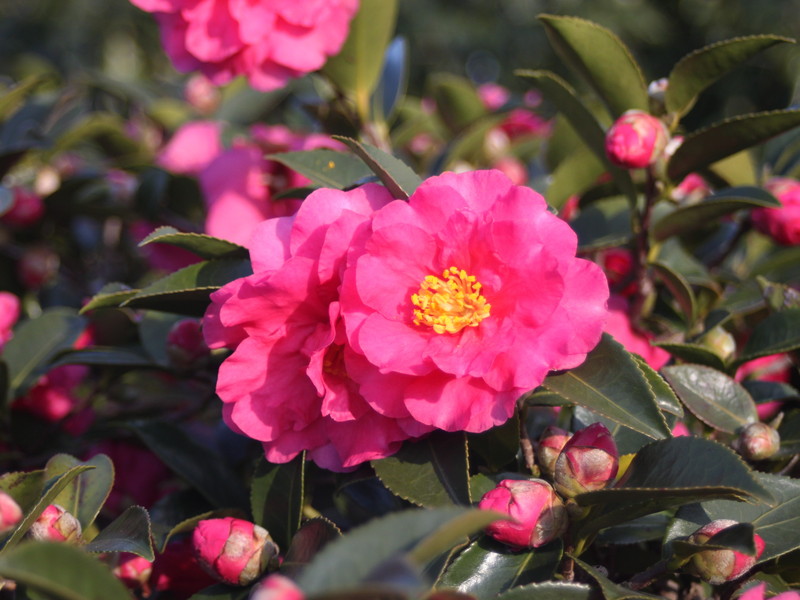 ピンクのサザンカ5