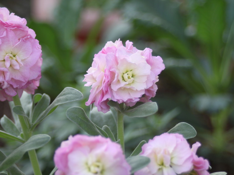 ピンクのストック2