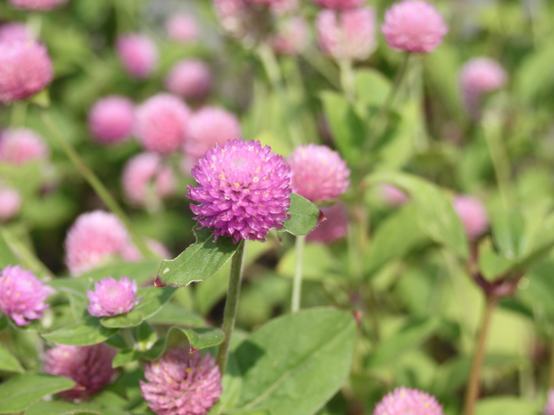 ピンクのセンニチコウ2