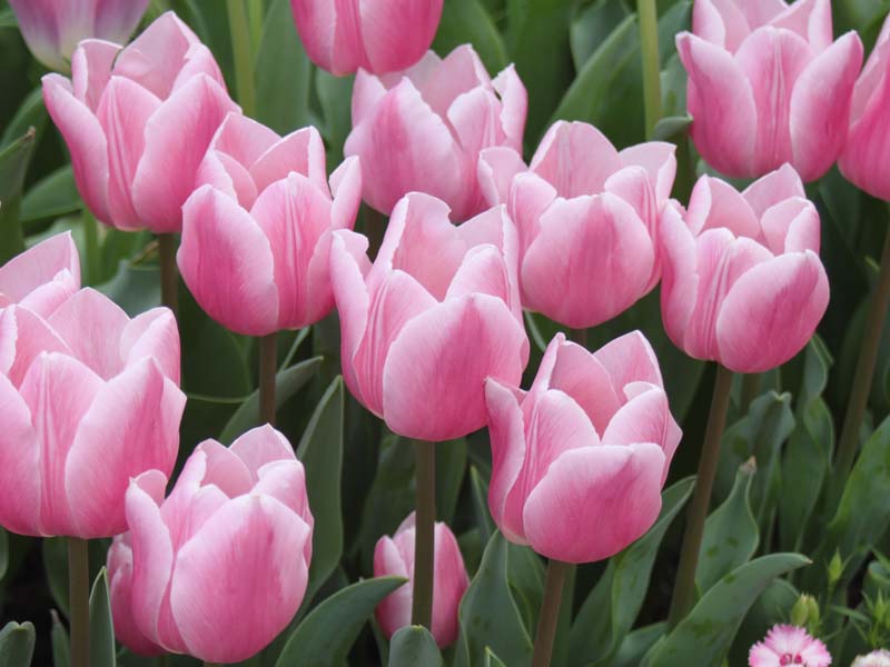 ピンクのチューリップ2