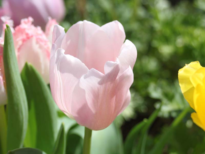 ピンクのチューリップ3